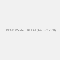 TRPM3 Western Blot kit (AWBK35609)